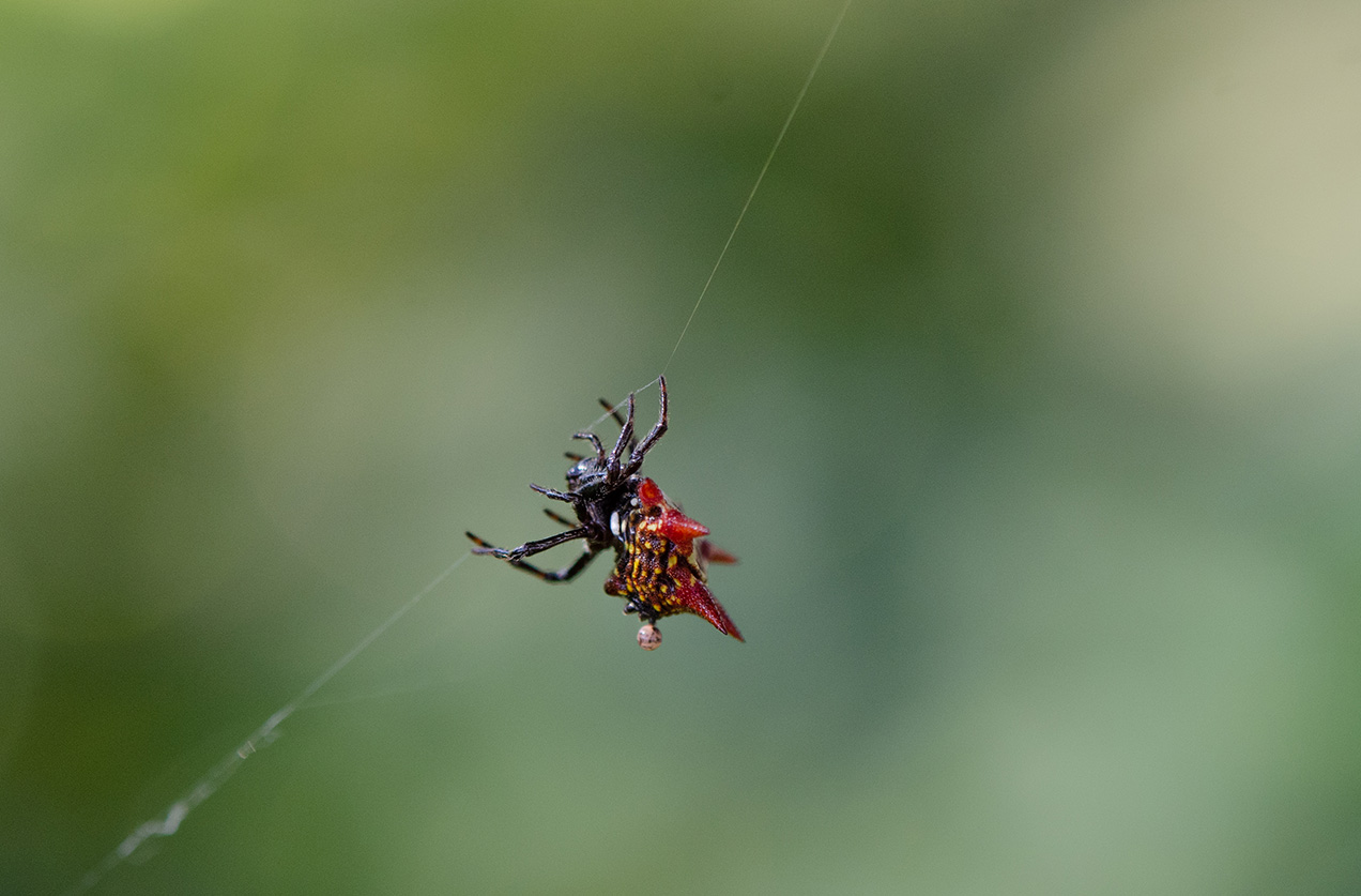 Spider weaving