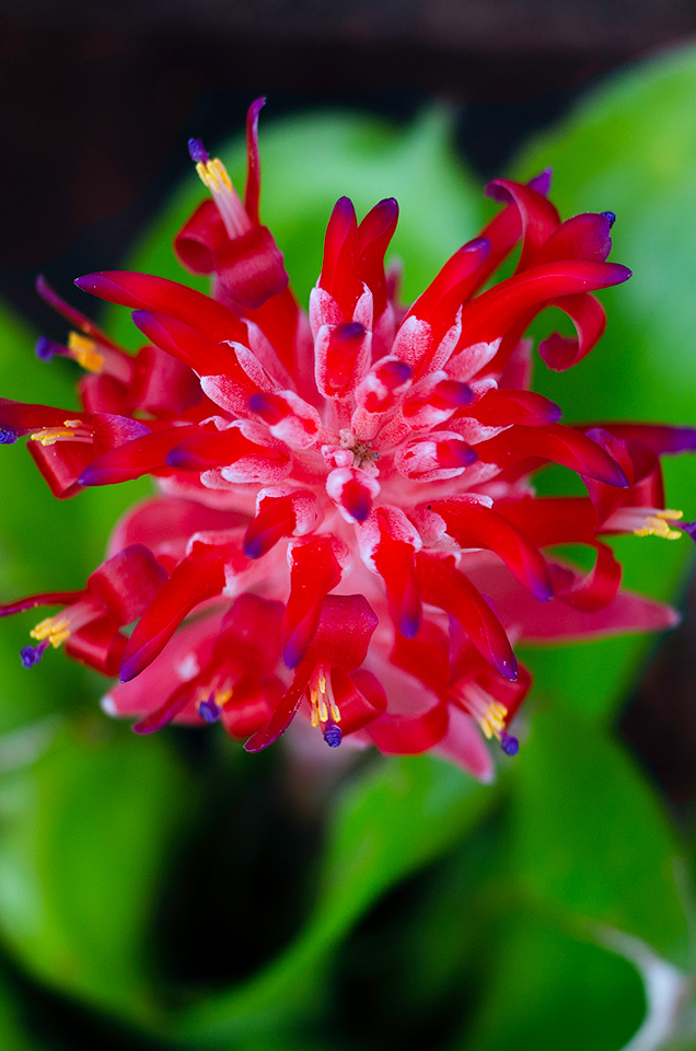 Red Flower Macro