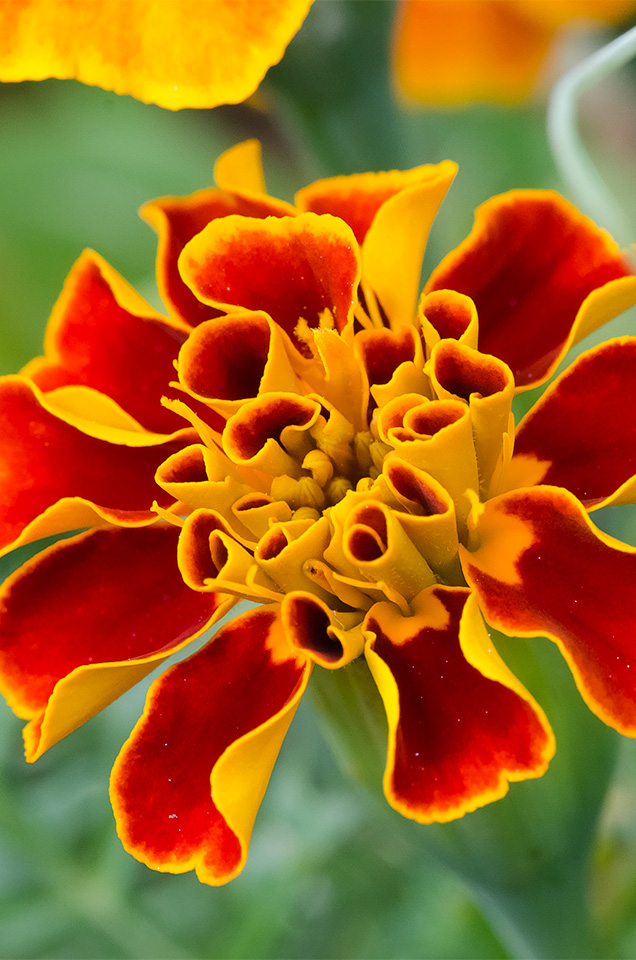 Marigold macro