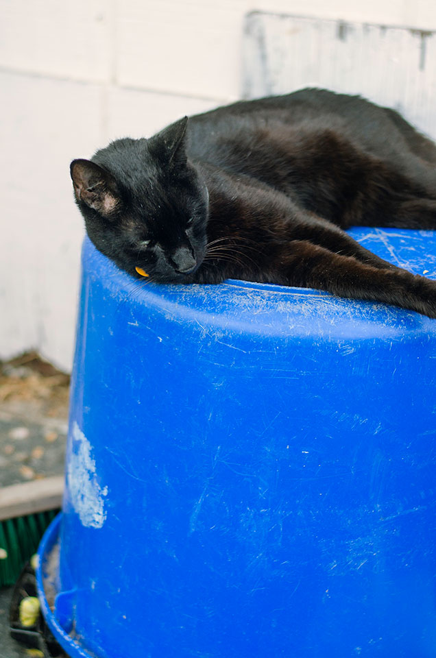 Blue Bucket Black Cat