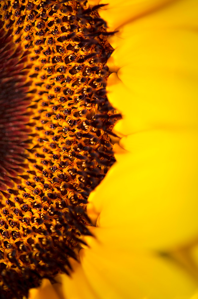 Sunflower Macro
