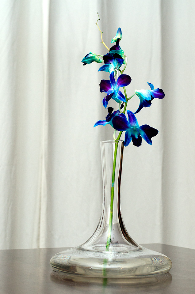 Orchids in vase