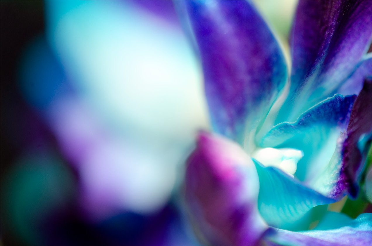 Blue Orchid Macro