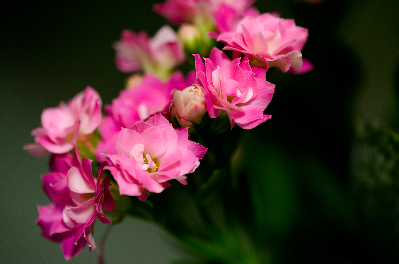 Pretty pink flowers macro
